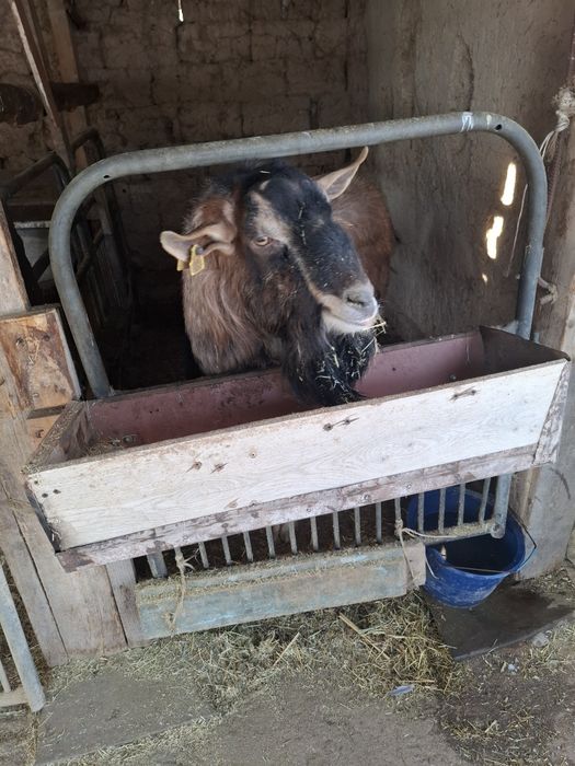 алпийски теке ,жақсы теке