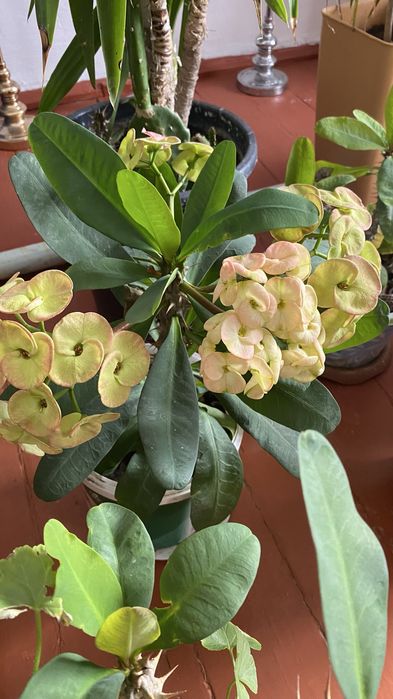 Комнатные цветы