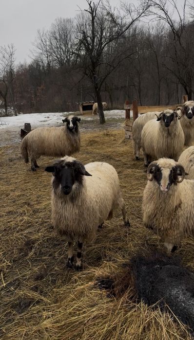 Noatin și noatină de vânzare !