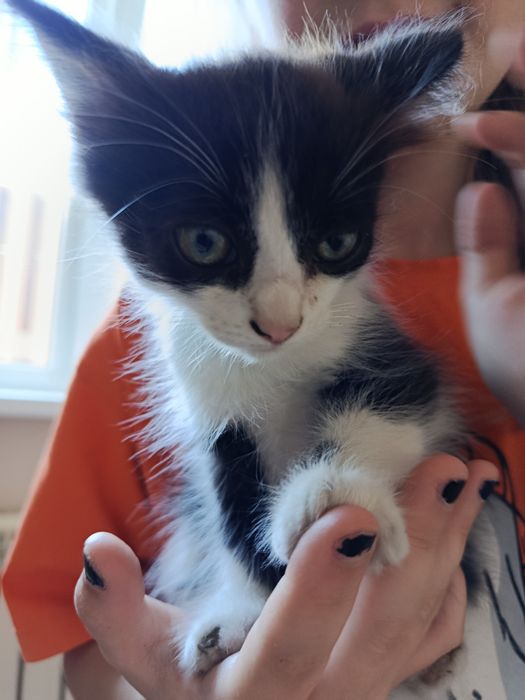 Котенок, девочка, 2 месяца