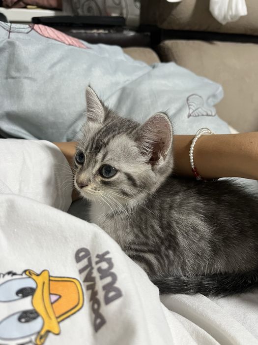 Продам котёнка, мальчик, 1 месяц