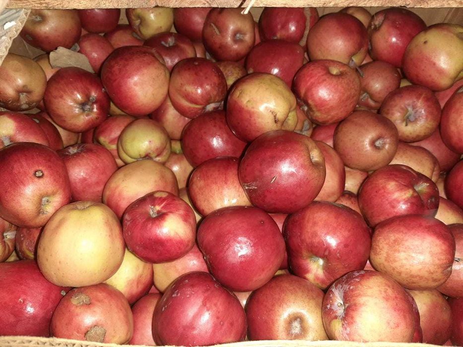 Продам яблоки домашние