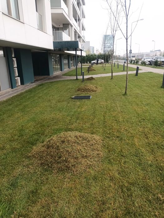 Grădinar Scarificarificam gazonul dumneavoastră