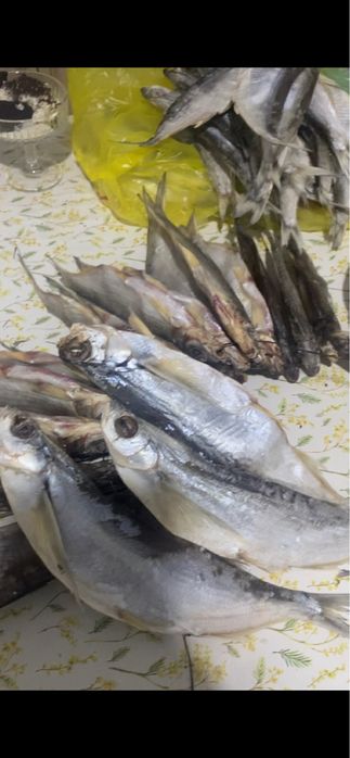 Чехня чехон балығы рыбы