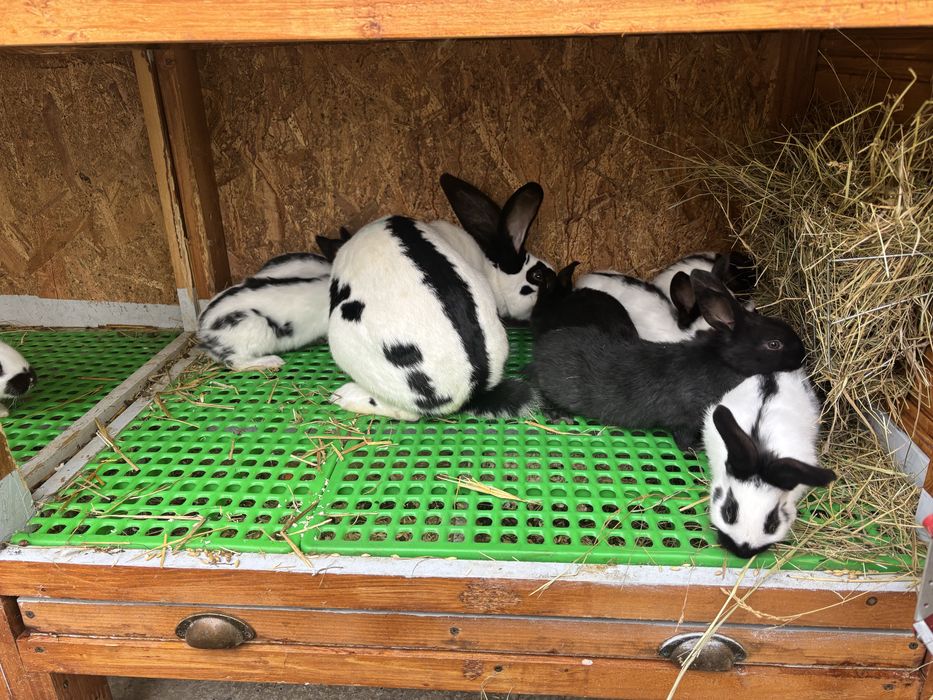 Iepuri Urias Pestrit German ( fluture german)