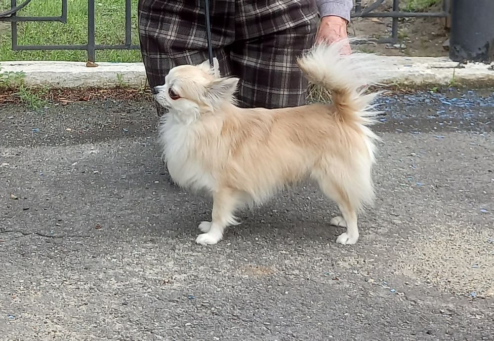 Кобели для вязки (чихуахуа)