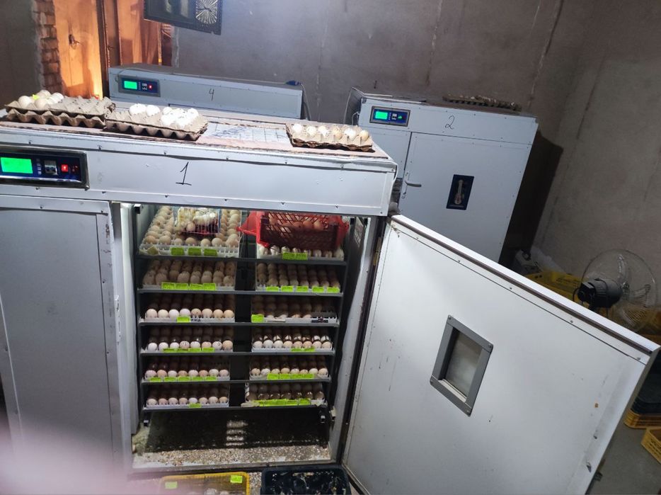 Inkubatr xizmat инкубатр апслйгия joja ochirish xizmati