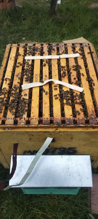 Vand familii de albine