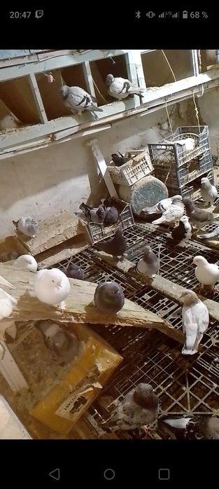 Таклалар сотилади