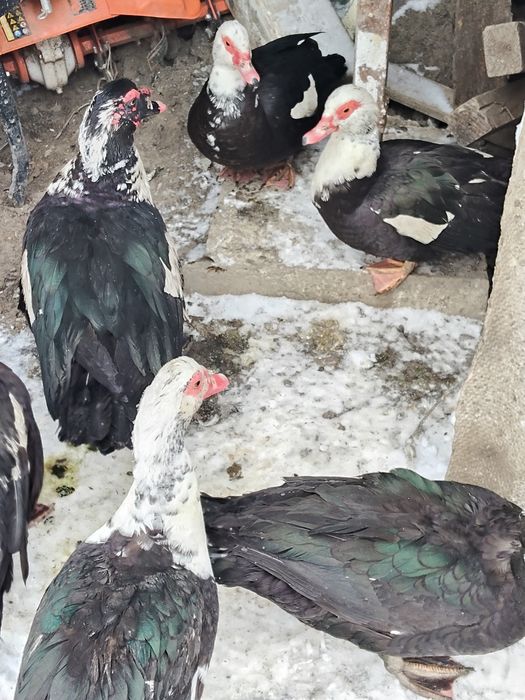 Rațe mute și rățoi  2025