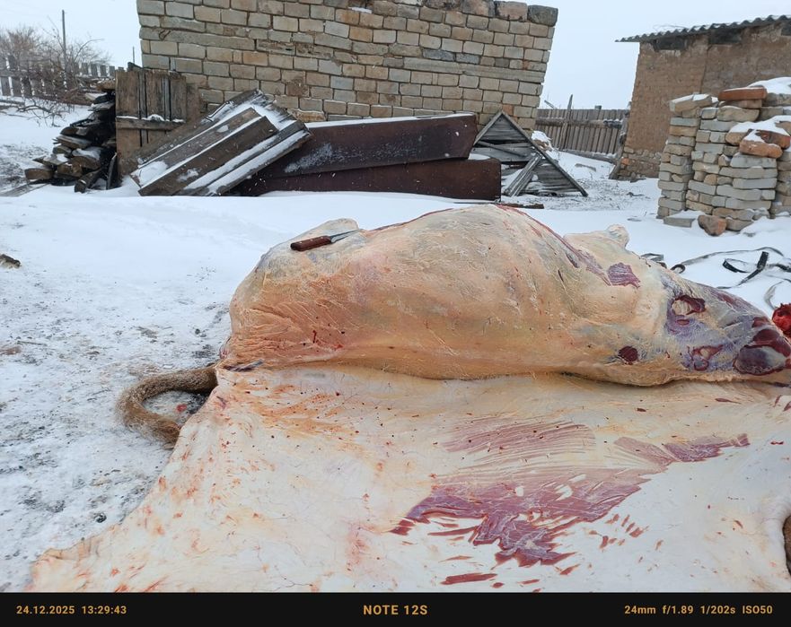 Продам мясо говядина