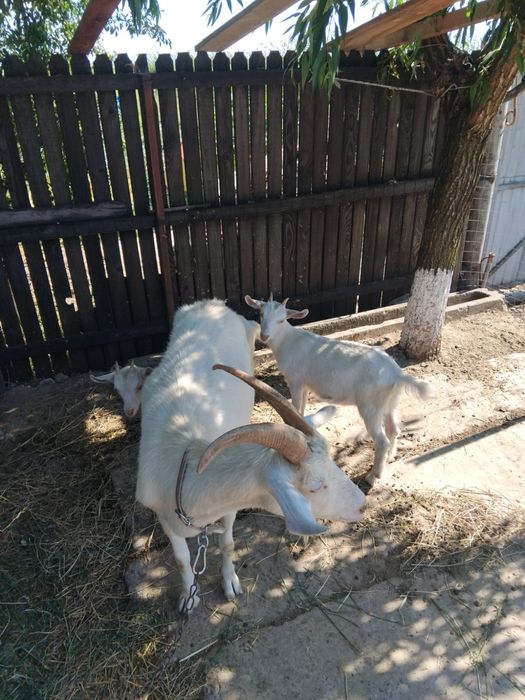 Vând capra sanen cu doua ieduțe