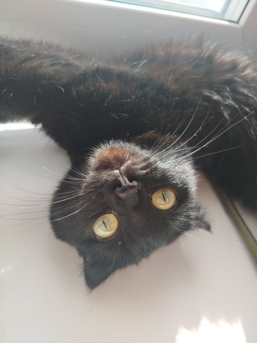 Отдам бесплатно кошку и кота