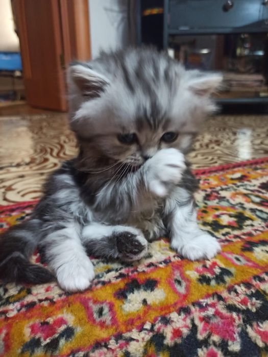 Котята шотландцы