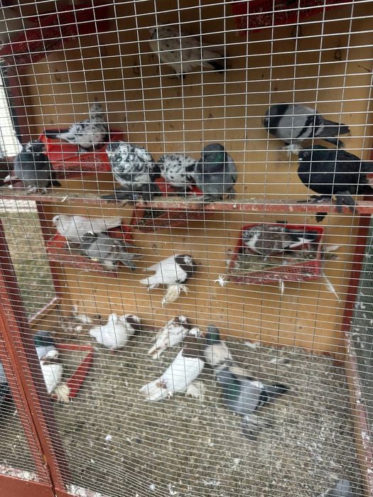 Кабутарлар Сотилади | Продаются голуби