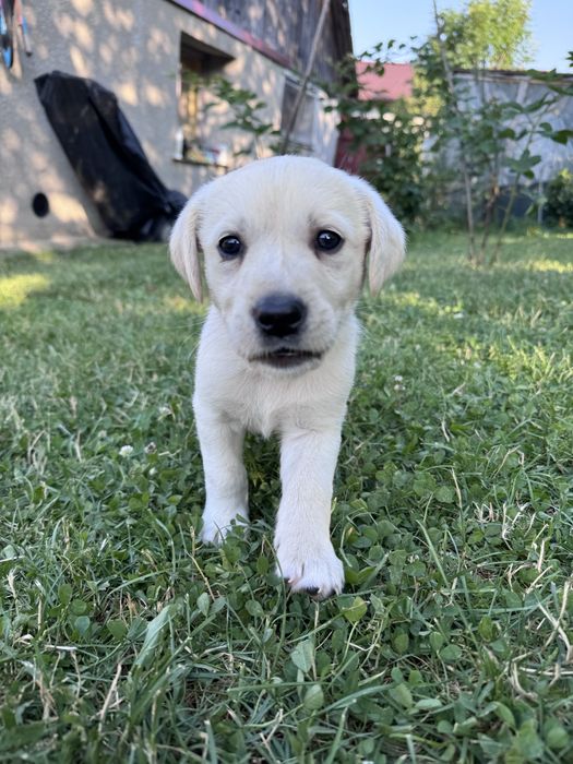 Labradori catei pui