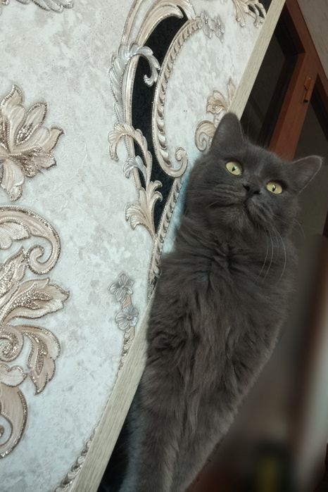 Heyland strayt qiz bola mushuk sotiladi