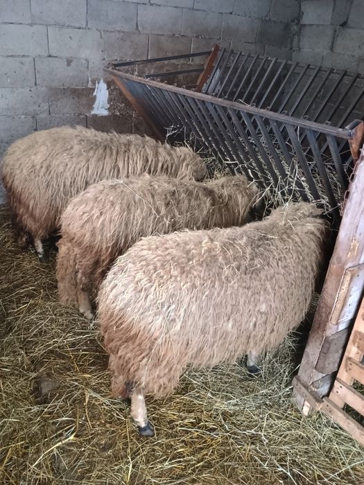 Vând 3 oi 2vsunt gestante