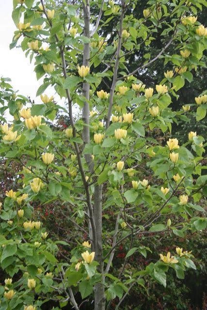 Magnolia galbena ( yellow ) tufa si copac.