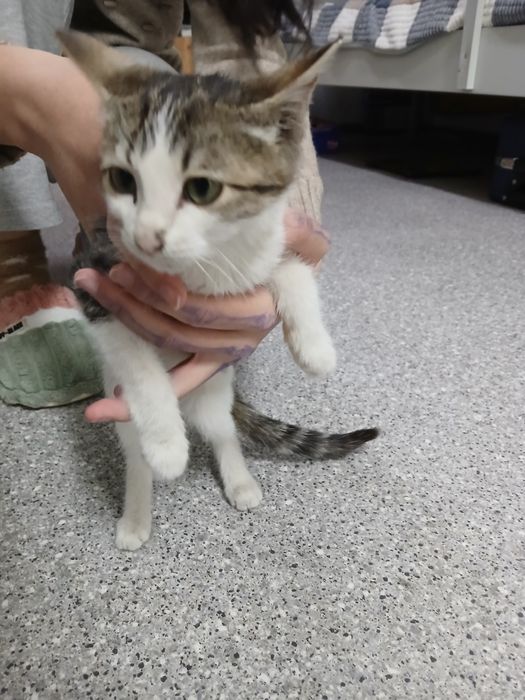 Котёнок в добрые руки