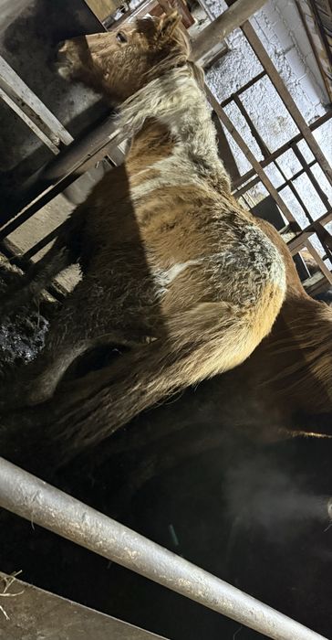 Лошади с откорма