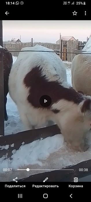 Продам двух коров