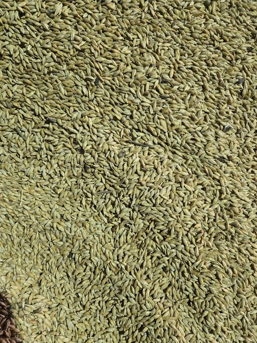 Арпа. Ячмень. Сатылады.