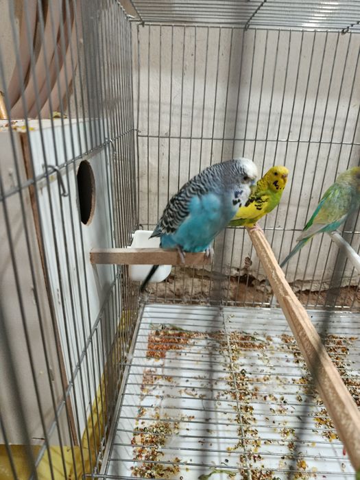 Волнистый Попугайчик