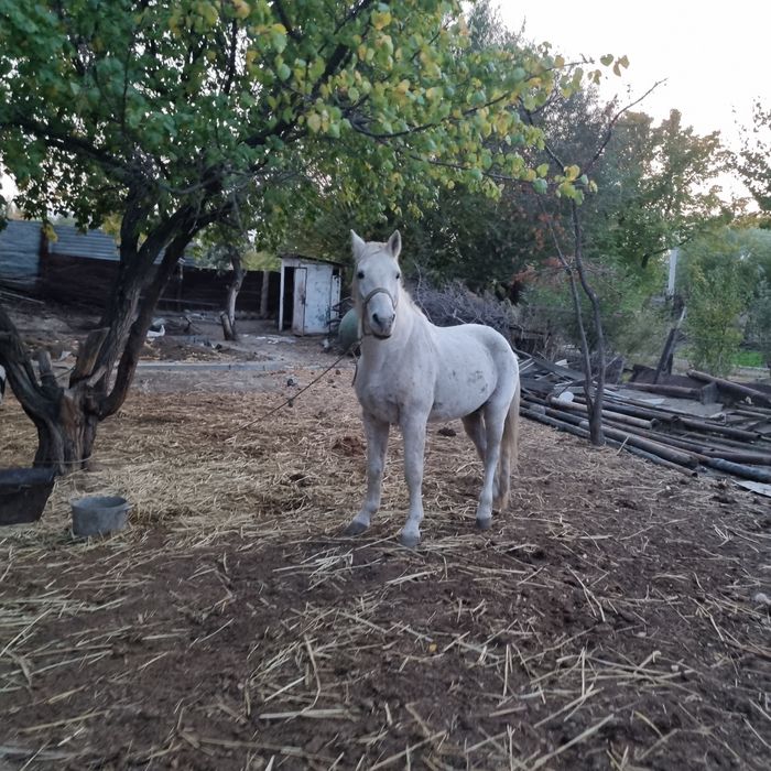 Семиз Жылкы бар 6,ай бағылған