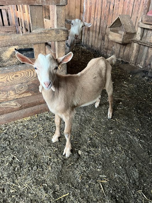 Vând tăpișor metis alpin francez