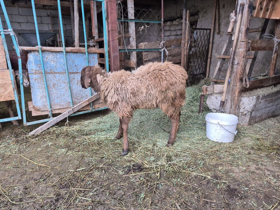 Токты туса тоқты тоқтылар