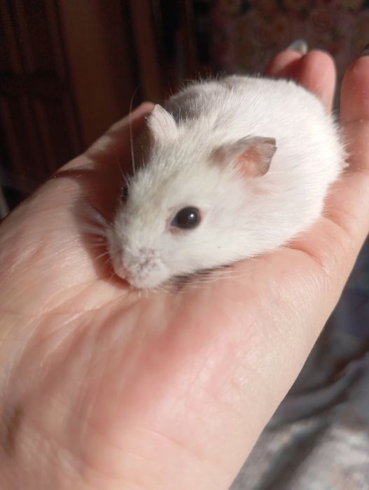 Срочно продам джунгарского хамика с клеткой