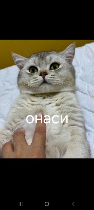 Мушук зотли британский