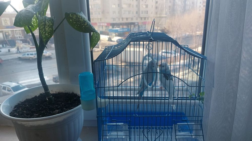 Папугай сатылады.