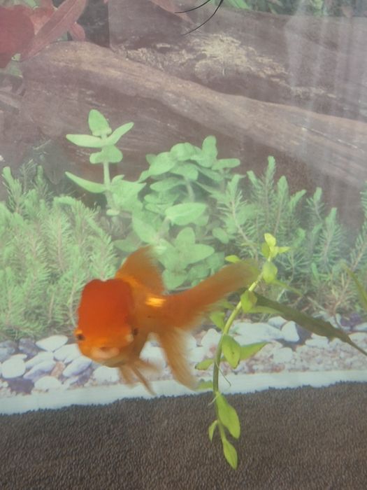 Золотая рыбка оранда