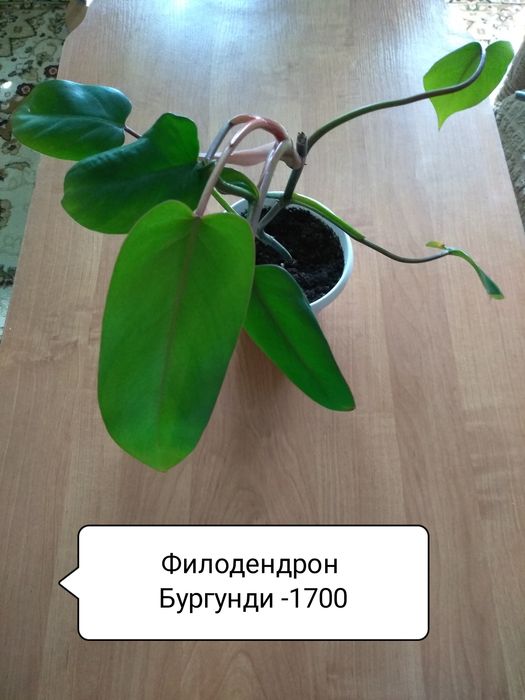 Продам комнатные цветы