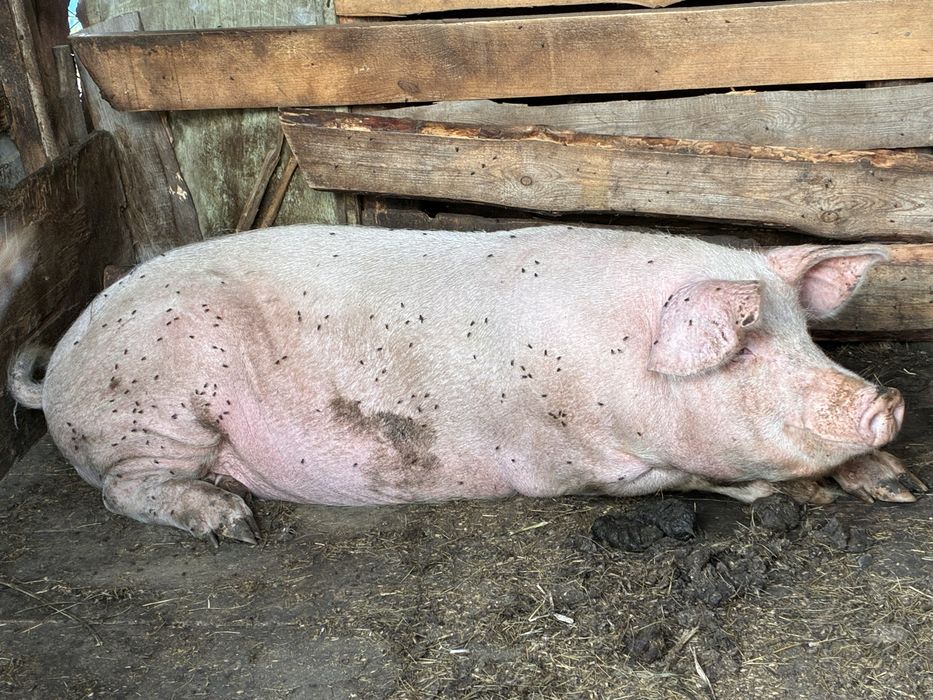 Продам свинину мясом или живьем