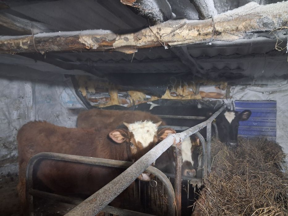 Продам срочно 2 тёлка 1бычок