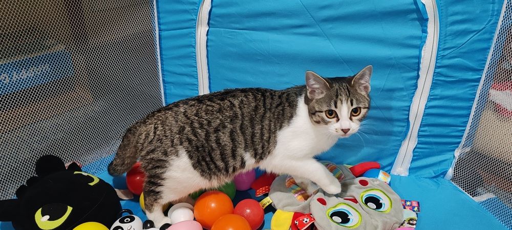 Кошка с котёнком в добрые руки