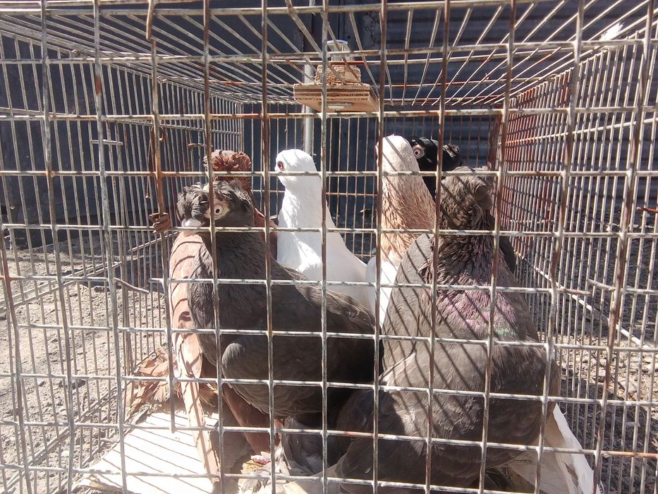 Голуби двухчубые