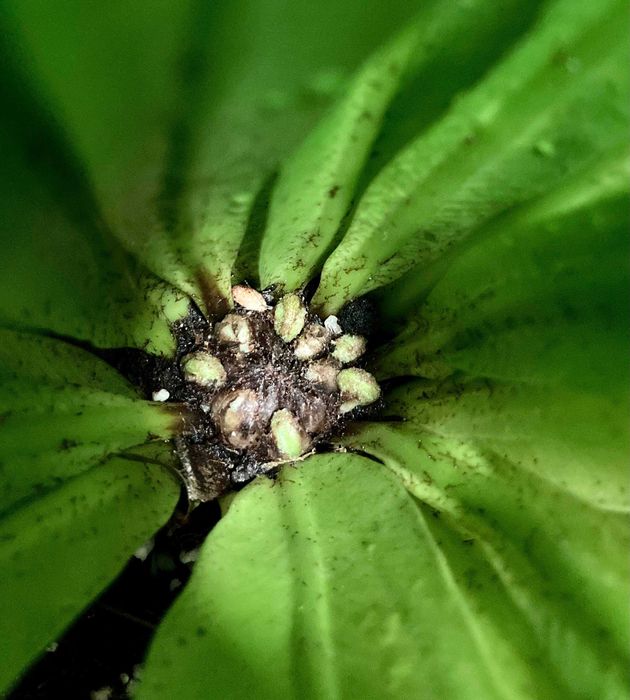 Папоротник асплениум в отличном состоянии