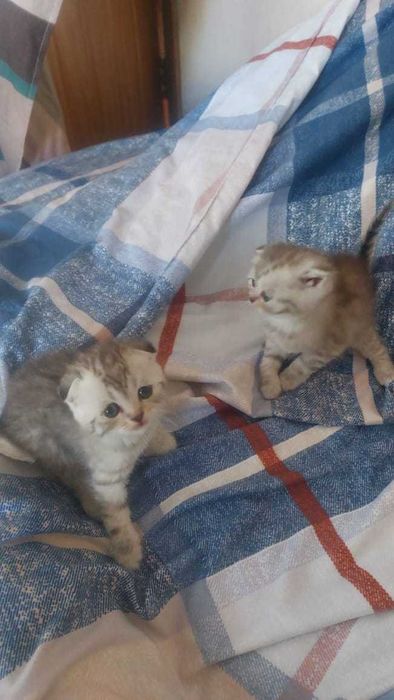 Вислоухие Скоттиш-Фолды