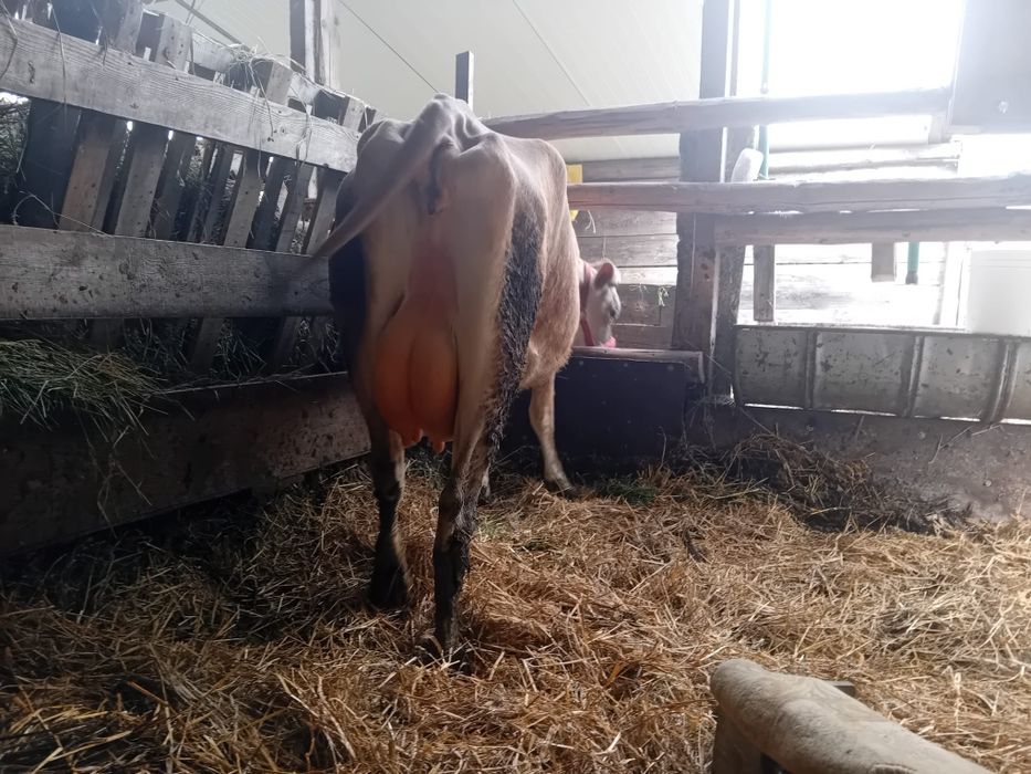Vaca Jersey prima fatare