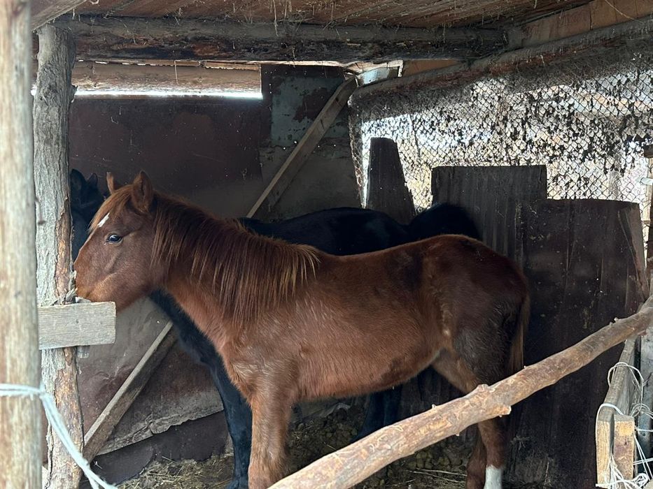 Тай ургашы, полторашка