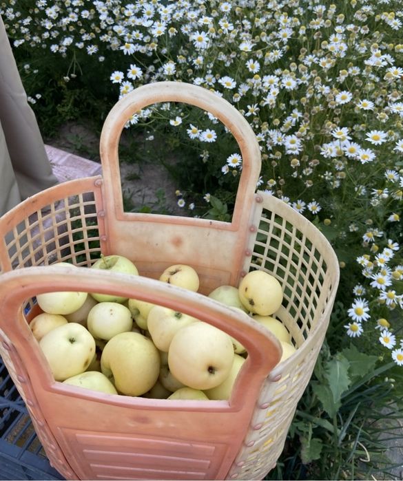 ДАЧА МЕДЗАВОД. баня, гараж,