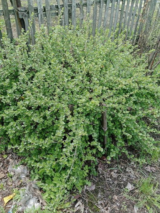 Срочно продам дачу в 1 обществе . 6,4 сотки г Рудном