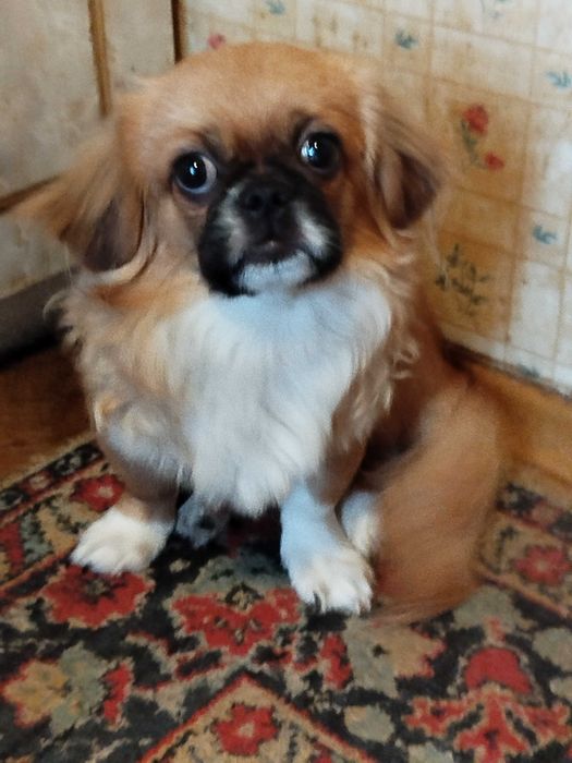 Племенные щенки Пекинеса