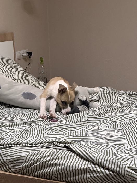 Стаффорд девочка