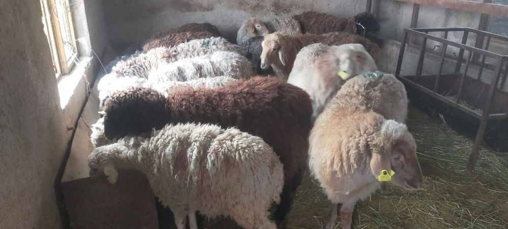 Продам баран откорм цена 85 тысяч