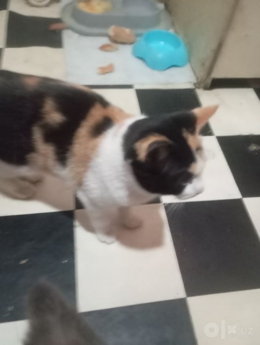 Продаются котята британской породы.